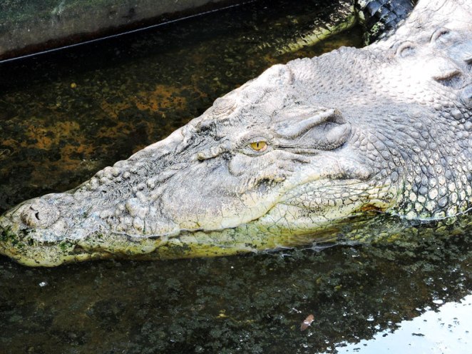 krokodil-glava